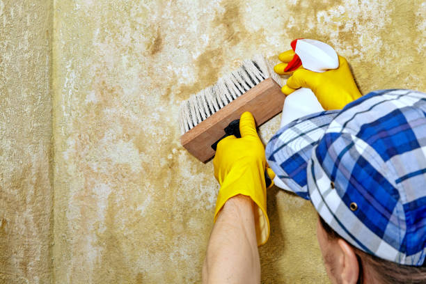Best Mold-Related Health Consultation  in Moorpark, CA