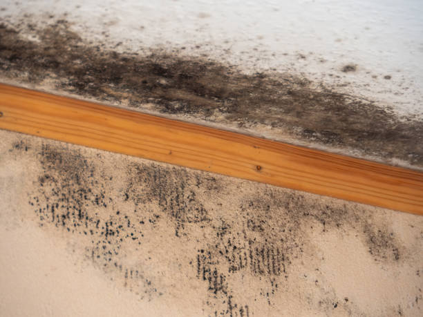 Best Forensic Mold Investigation  in Moorpark, CA
