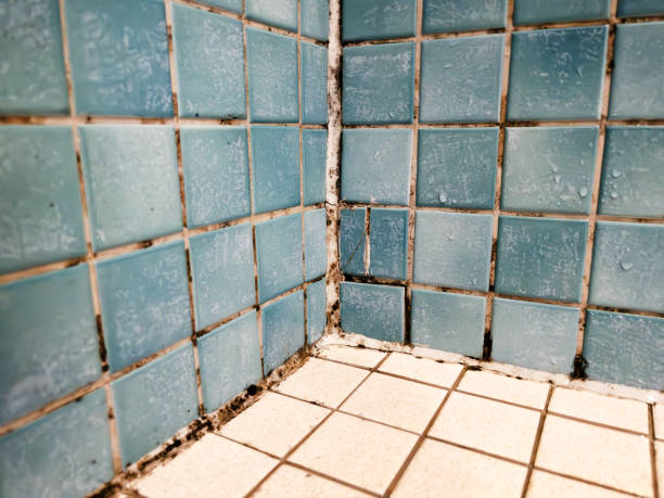 Best Industrial Mold Remediation  in Moorpark, CA